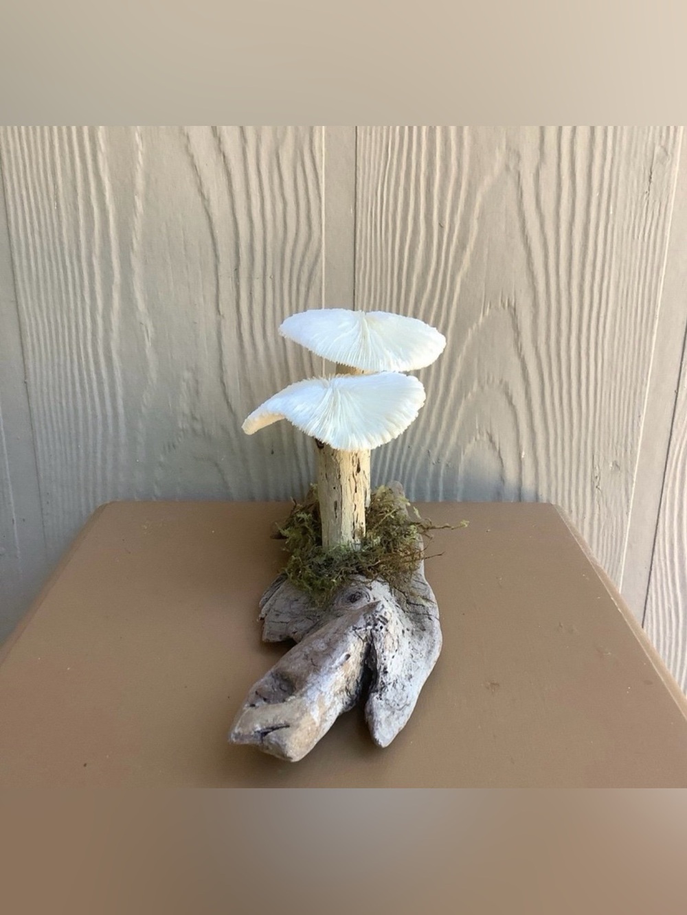 Driftwood Art, Driftwood and Coral Mushrooms, Mushroom Art, Coastal Art - Picture 5 of 8